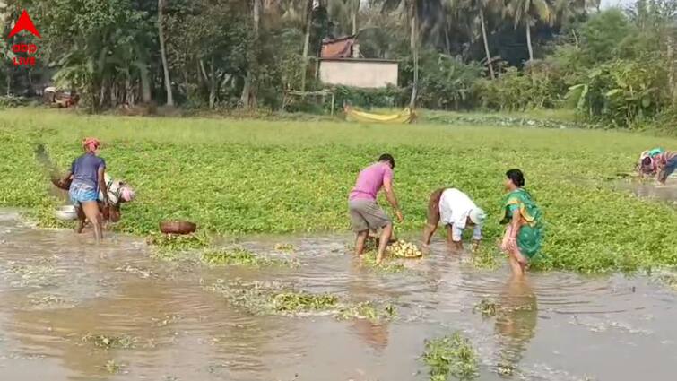 howrah udaynarayanpur farmers to face huge lose after harvesting potatoes as dvc released water untimely Howrah News: 'মরে যাওয়ার চিন্তা হচ্ছে, কী করে বাঁচব ?', ডিভিসির ছাড়া জলে 'অকাল বন্যা'; মাথায় হাত উদয়নারায়ণপুরের চাষিদের