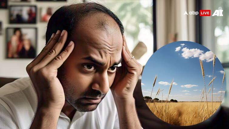 Hair falling Problem Maharashtra Buldhana High Selenium in wheat from Punjab Haryana महाराष्ट्र के इस जिले में अचानक झड़ने लगे बाल! पंजाब-हरियाणा से आया गेहूं कैसे बना कारण?