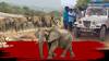 Annamayya District Elephants Attack | అన్నమయ్య జిల్లాలో ఏనుగుల బీభత్సం..ముగ్గురి మృతి | ABP Desam