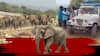 Annamayya District Elephants Attack | అన్నమయ్య జిల్లాలో ఏనుగుల బీభత్సం..ముగ్గురి మృతి | ABP Desam