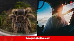 মাঝ আকাশে বিষাক্ত মাকড়শার কামড়, অ্যালার্জি নিয়ে চালকের আসনে পাইলট, তার পর…