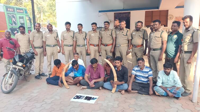 Gang arrested for trying to sell elephant ivory for ₹1 crore through WhatsApp group Crime: யானை தந்தத்தை வாட்ஸ் அப் குழு மூலம் ₹1 கோடிக்கு விற்க முயன்ற கும்பல் கைது