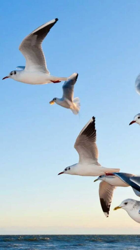 किन पक्षियों को पालकर लखपति बन सकते हैं आप?