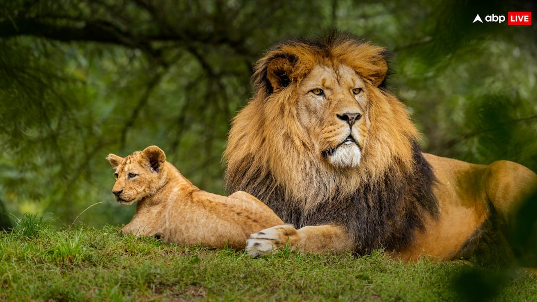 Forest and Wildlife laws protect animals not tribals or Farmers says Archbishop 'वन और वन्यजीव कानून जंगली जानवरों का संरक्षण करते हैं, आदिवासियों व किसानों का नहीं', बोले आर्कबिशप