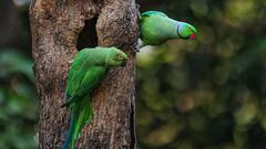 Weather Update: সপ্তাহান্তে ২৫ ডিগ্রি ছুঁয়ে ফেলবে এই জেলার তাপমাত্রা, তীব্র গরমের আশঙ্কা?