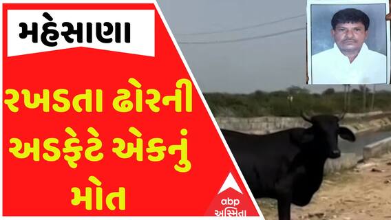 Mehsana Stray Cattle Terror: લગ્નપ્રસંગમાંથી પરત આવતા રખડતા ઢોરની અડફેટે અકસ્માત, એકનું મોત