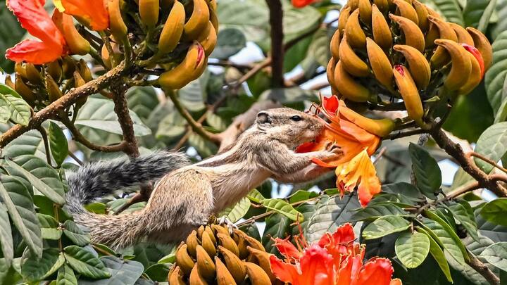বৃহস্পতিবার বজ্রবিদ্যুৎ সহ হালকা বৃষ্টির সম্ভাবনা থাকবে দার্জিলিং, কালিম্পং, আলিপুরদুয়ার ও জলপাইগুড়ি জেলাতে। শুক্রবার বাড়বে বৃষ্টির সম্ভাবনা। বৃষ্টি চলবে শনিবার পর্যন্ত। আগামী ৪-৫ দিন এরকমই থাকবে তাপমাত্রা।