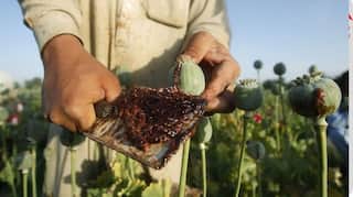 Afeem Benifit: ਕੀ ਅਫੀਮ ਸਿਹਤ ਲਈ ਫਾਇਦੇਮੰਦ? ਜਾਣੋ ਫਾਇਦੇ ਤੇ ਨੁਕਸਾਨ