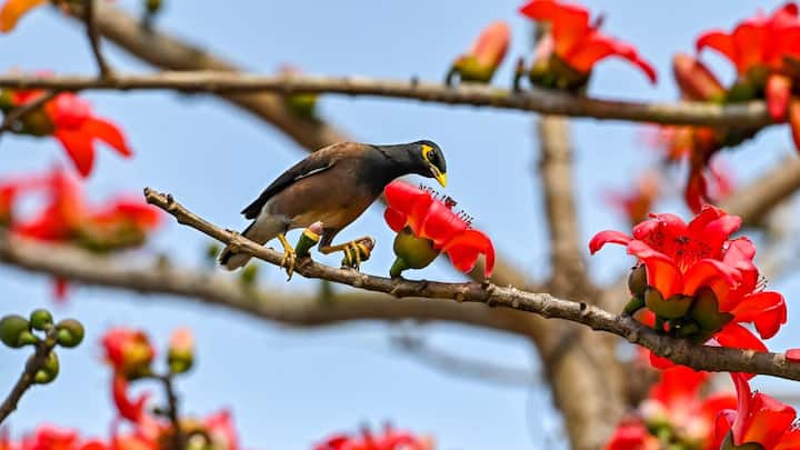 এ সপ্তাহে বৃষ্টির সম্ভাবনা আর নেই। আগামীকাল থেকে ক্রমশ বাড়বে তাপমাত্রা। উইকেন্ডে জেলার তাপমাত্রা তিন থেকে চার ডিগ্রি বেড়ে যেতে পারে। কলকাতাতে সর্বনিম্ন তাপমাত্রা ২৪/২৫ ডিগ্রি সেলসিয়াস ছুঁতে পারে।
