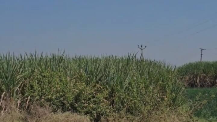 आरोपी दत्तात्रय गाडे आणि त्याचा सख्खा भाऊ हे सारखे दिसतात. घटना घडल्यानंतर दुपारी 2 वाजल्यापासून आरोपी गाडे याचा फोन बंद आहे.