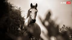 इस देश में इंसानों से ज्यादा हैं घोड़े, जानिए कितनी है संख्या?