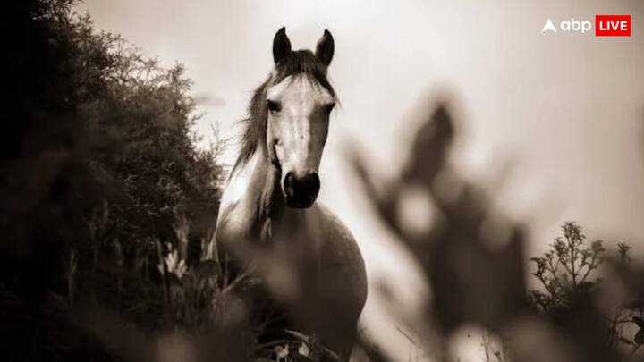 मंगोलिया की आबादी करीब 34 लाख है. लेकिन आपको जानकर ताज्जुब होगा कि यहां 40 लाख से ज्यादा घोड़े हैं.इस देश में हर व्यक्ति के लिए पास कम से कम एक घोड़ा तो जरूर है.