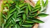 Curry Leaves : ఉదయాన్నే కరివేపాకు తింటే కలిగే లాభాలు ఇవే.. మధుమేహం దూరం చేయడంతో పాటు మరెన్నో బెనిఫిట్స్