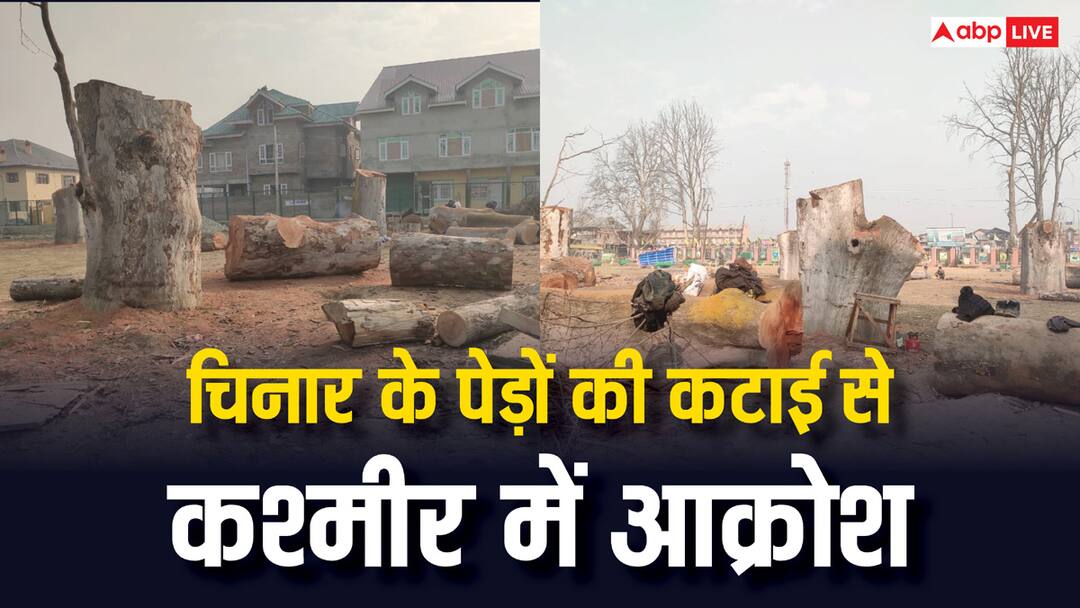 अनंतनाग के रानी बाग में चिनार के पेड़ों की कटाई से कश्मीर के लोगों में रोष, हाई लेवल जांच की मांग Anantnag OF Kashmir Chinar felling stirs row locals demanded a high level inquiry ANN अनंतनाग के रानी बाग में चिनार के पेड़ों की कटाई से कश्मीर के लोगों में रोष, हाई लेवल जांच की मांग