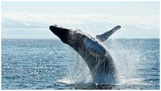 It's Not Just Humans, A Good Meal Makes Whales Sing Too — This Is What Study Shows