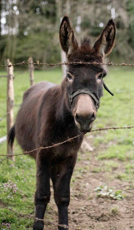 किस देश में हैं सबसे ज्यादा गधे?