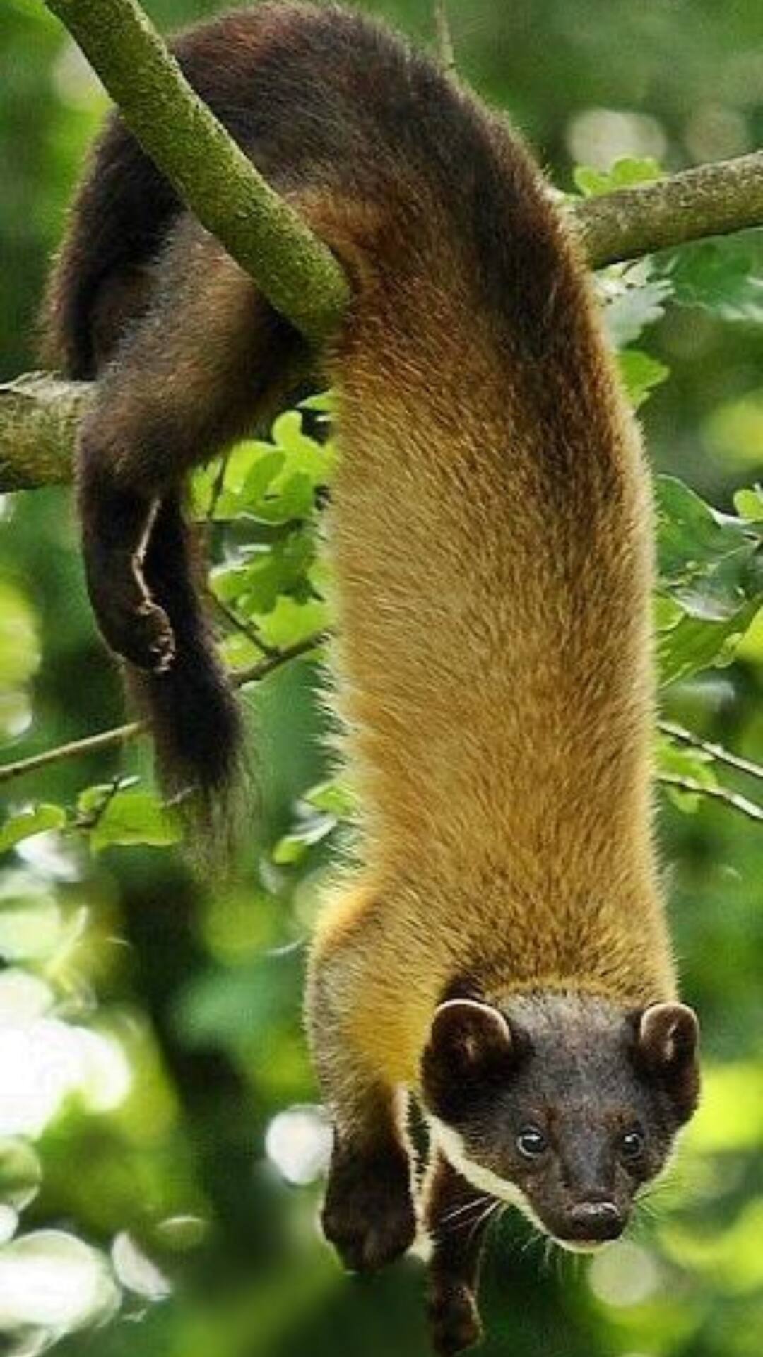 Discover Animals That Start With The Letter ‘Y’