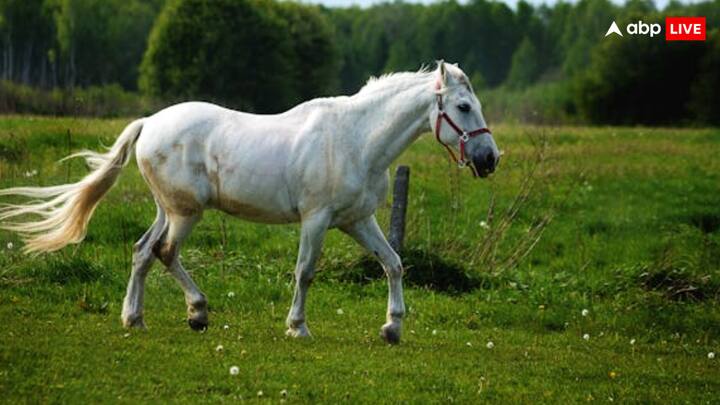 मंगोलियाई के लोगों का मानना है कि घुड़दौड़ सिर्फ ताकत का खेल नहीं, बल्कि धैर्य और रणनीति का भी खेल है. यही वजह है कि यहां के घोड़े बचपन से ही खास ट्रेनिंग पाते हैं.