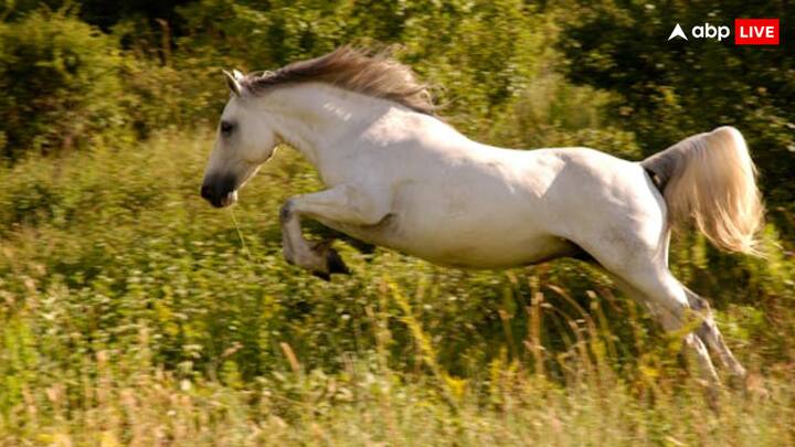 आपकी जानकारी के लिए बता दें कि मंगोलिया एक ऐसा देश है, जहां इंसानों से ज्यादा घोड़े मौजूद हैं. इतना ही नहीं मंगोलिया में घोड़े संस्कृति और इतिहास का एक हिस्सा है.