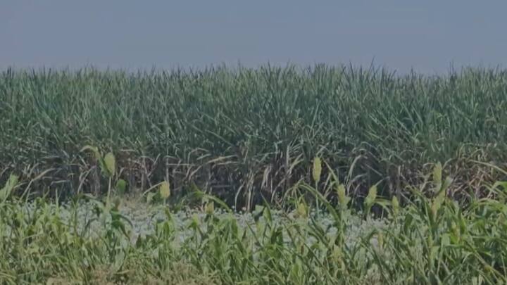 गाडे याच्यावर यापूर्वी शिक्रापूर याठिकाणी 2 गुन्हे तर शिरूर, कोतवाली, सुपा आणि स्वारगेट पोलिस ठाण्यात असे एकूण 6 गुन्हे दाखल करण्यात आले आहेत. आरोपीने घटना घडल्यानंतर थेट त्याचे गाव शिरूर गाठलं होतं.