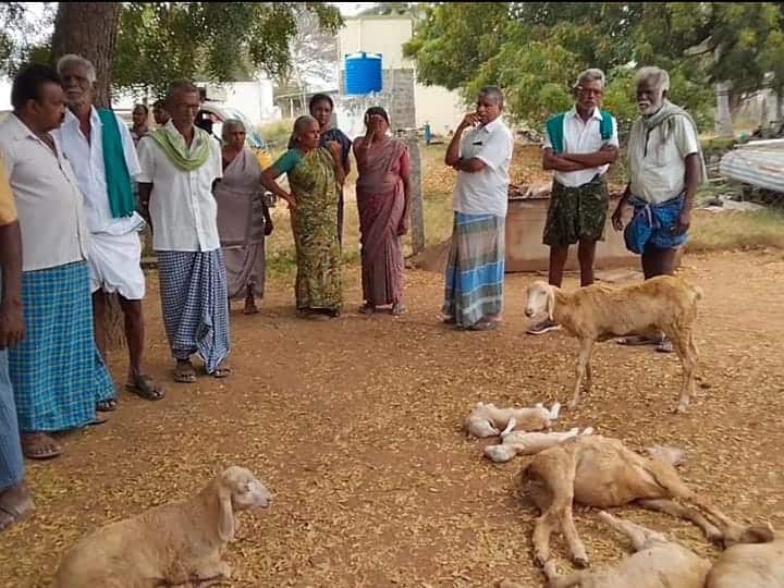 karur 15 sheep killed by rabid dogs near Karur tnn கரூர் அருகே  வெறி நாய்கள் கடித்து 15 ஆடுகள் உயிரிழப்பு - சோகத்தில் விவசாயி