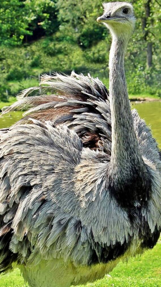कितनी होती है ऑस्ट्रिच की उम्र?