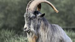 अच्छी नस्ल की बकरी पालन कर कमाएं अच्छा मुनाफा, इस कारोबार में लगती है कम लागत