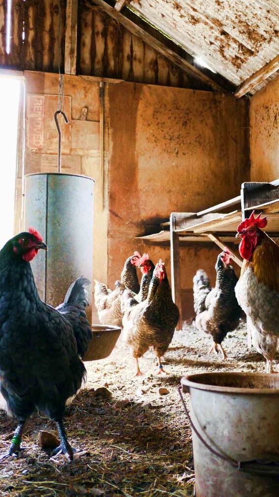 मुर्गी फार्म खोलने के लिए कितना लोन मिल सकता है?