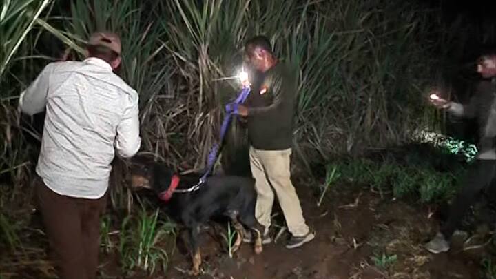 फरार झाल्यापासून तो उसाच्या फडात लपून बसला होता.