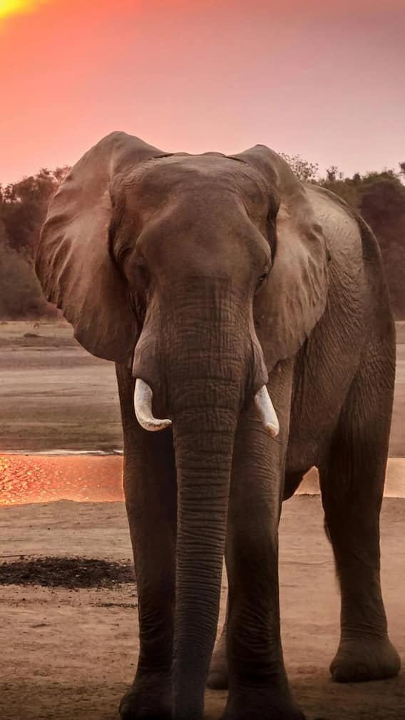 ఏనుగుల గురించి ఈ ఇంట్రెస్టింగ్ విషయాలు తెలుసా?