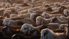 Morocco King Mohammed VI: अरे ये क्या? मुस्लिम देश के राजा ने ही बकरीद पर कुर्बानी रोकने को क्यों कहा, वजह जान चौंक जाएंगे