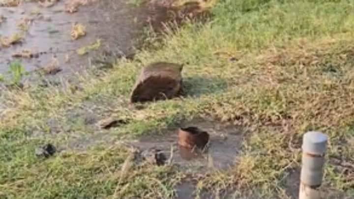 विनायक पाटील यांच्या शेतात हा प्रकार घडला.