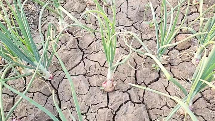 बोरवेलमधून अचानक निघणारे पाणी पाहण्यासाठी परिसरातील शेतकरी आणि नागरिकांनी मोठी गर्दी केल्याचे दिसून येत आहे.