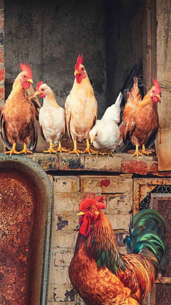 500 मुर्गी पालन के लिए कितनी जगह चाहिए?