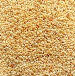 ਖਸਖਸ ਦੇ ਗਜ਼ਬ ਫਾਇਦੇ, ਬਿਹਤਰ ਨੀਂਦ ਸਣੇ ਸਿਹਤ ਨੂੰ ਮਿਲਦੇ ਇਹ ਲਾਭ