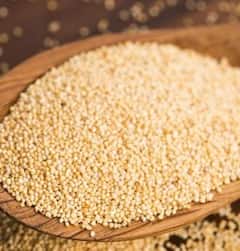 ਖਸਖਸ ਦੇ ਗਜ਼ਬ ਫਾਇਦੇ, ਬਿਹਤਰ ਨੀਂਦ ਸਣੇ ਸਿਹਤ ਨੂੰ ਮਿਲਦੇ ਇਹ ਲਾਭ