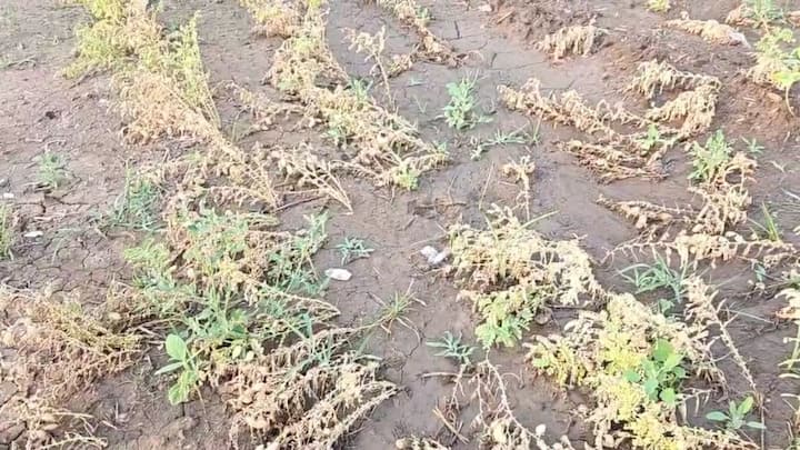 परिसरातील शेतकरी आणि नागरिकांमध्ये भीतीचे वातावरण आहे.