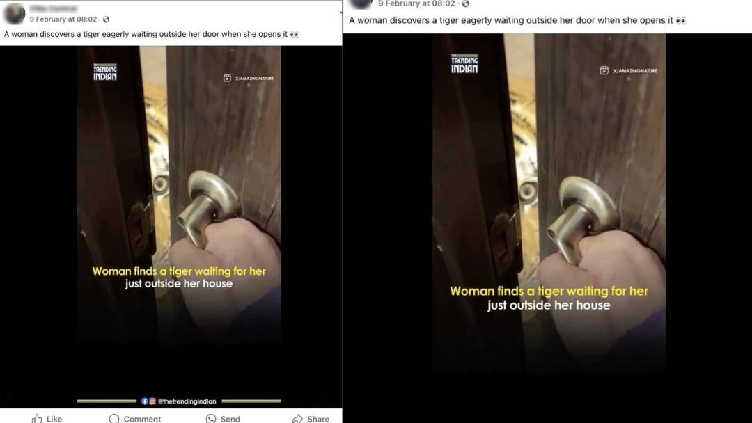 Fact Check: வீட்டு வாசலில் கர்ஜித்த புலி, கதவை திறந்ததும் காத்திருந்த அதிர்ச்சி - இணையத்தில் பரவும் வீடியோ