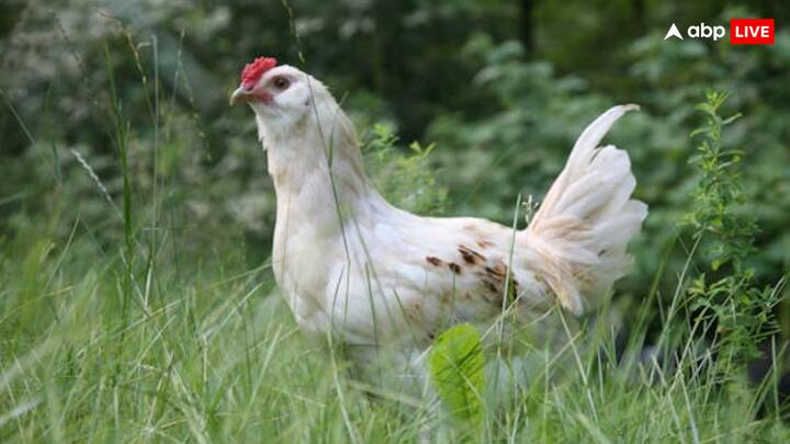 लेकिन मुर्गा और मुर्गी का इस्तेमाल सबसे अधिक नॉनवेज के लिए किया जाता है. लेकिन आज हम आपको एक ऐसी बात बताने वाले हैं, जिसके बारे में आपने नहीं सुना होगा.