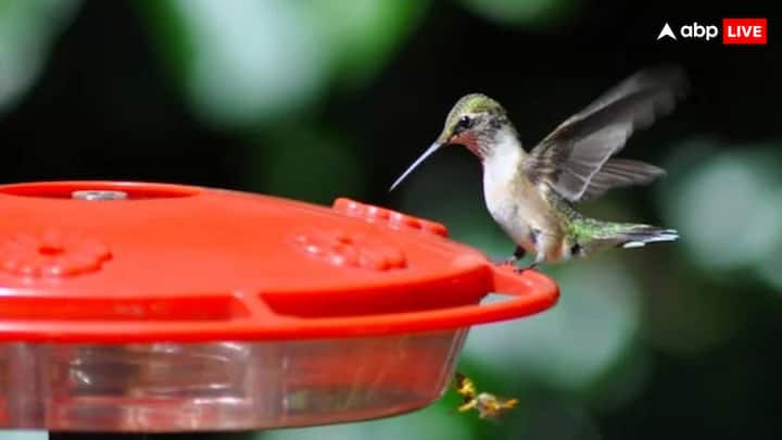 दुनियाभर में लाखों प्रजाति के जानवर पाए जाते हैं.सभी जानवरों की अपनी एक विशेषता होती है,जिसके कारण उन्हें जाना जाता है.लेकिन आज हम आपको एक ऐसी पक्षी के बारे में बताने वाले हैं,जो उल्टा उड़ान भरती है.