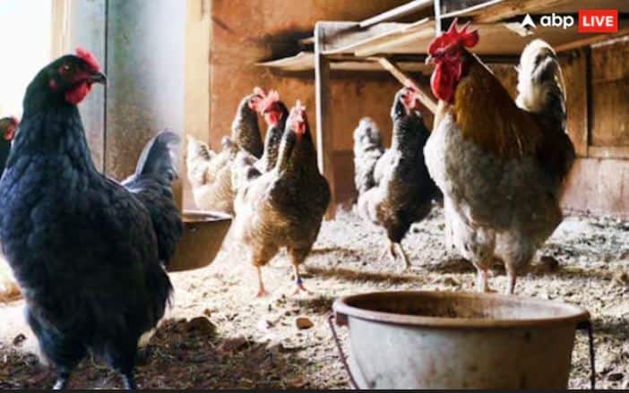 ਤੁਹਾਨੂੰ ਦੱਸ ਦੇਈਏ ਕਿ ਇਸ ਮੁਰਗੀ ਵਿੱਚ ਉੱਡਣ ਦੀ ਸ਼ਕਤੀ ਹੈ ਅਤੇ ਇਹ ਅੰਡੇ ਦਿੰਦੀ ਹੈ, ਜਿਸ ਕਾਰਨ ਇਸਨੂੰ AVS ਸ਼੍ਰੇਣੀ ਵਿੱਚ ਰੱਖਿਆ ਗਿਆ ਹੈ।