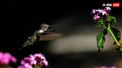 उल्टे उड़ने में माहिर ये पक्षी, जानिए कहां मिलते हैं ये अनोखे प्राणी!