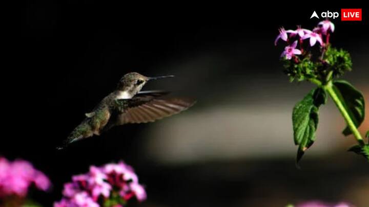 जानकारी के मुताबिक हमिंग बर्ड एक सेकेंड में 80 बार पंख फड़फडा सकते हैं. इतना ही नहीं उड़ान के समय इतनी हद्य की गति 1260 बीट प्रति मिनट तक पहुंच जाती है.