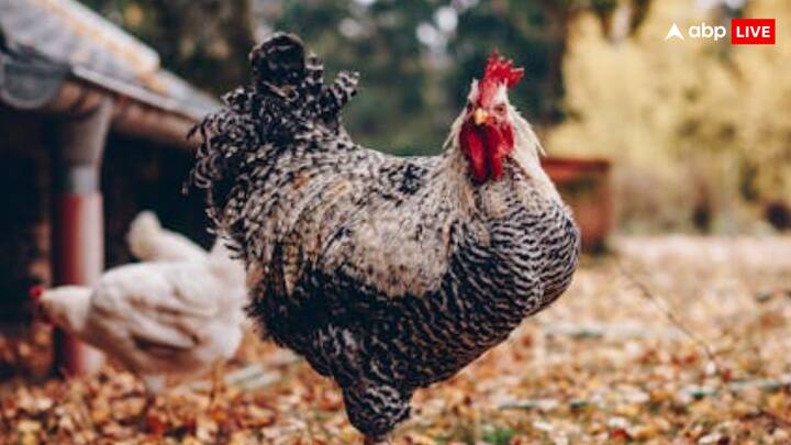 लेकिन विज्ञान के मुताबिक मुर्गे को एवीज की कैटेगरी में रखा गया है. बता दें कि इस कैटेगरी उन सभी पक्षी को रखा गया है, जिनके पंख होते हैं और अंडे देती हैं. इस तरह मुर्गा पक्षी की कैटेगरी में आता है.