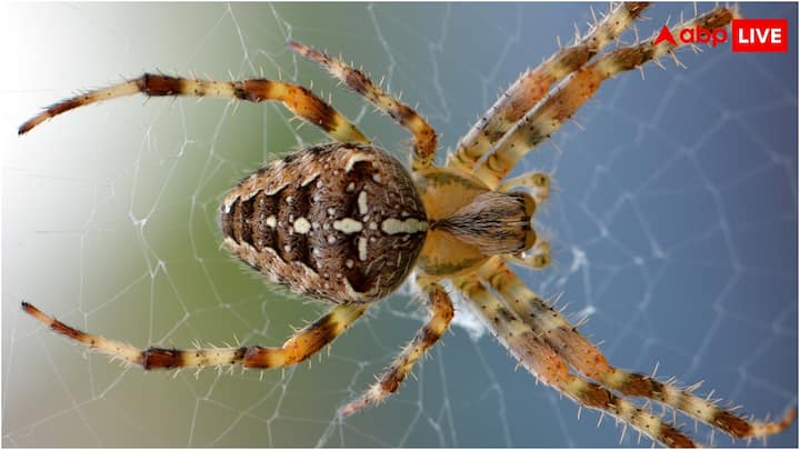 कई मकड़ियों के जाले तो इतने ज्यादा मजबूत होते हैं कि उसमें कई बड़े पक्षी भी आकर फंस जाते हैं, जिसके बाद मकड़ियां उनका भोजन करती हैं.