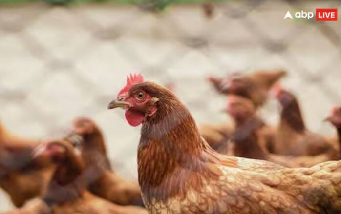 ਤੁਹਾਨੂੰ ਦੱਸ ਦੇਈਏ ਕਿ ਸਰਕਾਰ ਨੇ ਅਦਾਲਤ ਨੂੰ ਦੱਸਿਆ ਹੈ ਕਿ ਫੂਡ ਐਂਡ ਸੇਫਟੀ ਸਟੈਂਡਰਡ ਐਕਟ ਦੇ ਤਹਿਤ, ਮੁਰਗੀ ਨੂੰ ਜਾਨਵਰ ਮੰਨਿਆ ਜਾਂਦਾ ਹੈ, ਪੰਛੀ ਨਹੀਂ। ਇਸੇ ਲਈ ਕੁੱਕੜ ਜਾਨਵਰਾਂ ਦੀ ਸ਼੍ਰੇਣੀ ਵਿੱਚ ਆਉਂਦਾ ਹੈ।