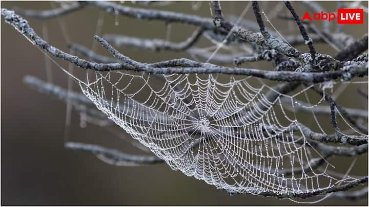 आपने नोटिस किया होगा कि मकड़ी का जाला कई बार खिंचता जाता है और यह टूटता भी नहीं है. दरअसल, मकड़ी अपनी शरीर के अंदर से ही यह जाला निकालती है, जिसे स्पाइडर सिल्क कहा जाता है.
