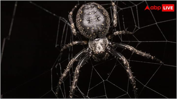 क्या आपके मन में कभी ख्याल आया है कि मकड़ी इतना सारा जाला लाती कहां से है और इसे कैसे बुनती है?