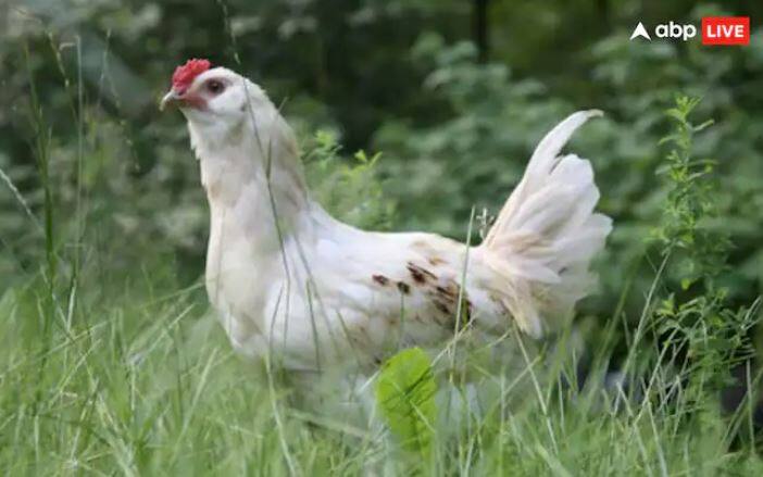 ਪਰ ਮਰਗਾ ਤੇ ਮੁਰਗੀ ਜ਼ਿਆਦਾਤਰ ਮਾਸਾਹਾਰੀ ਲਈ ਵਰਤੇ ਜਾਂਦੇ ਹਨ ਪਰ ਅੱਜ ਅਸੀਂ ਤੁਹਾਨੂੰ ਇੱਕ ਅਜਿਹੀ ਗੱਲ ਦੱਸਣ ਜਾ ਰਹੇ ਹਾਂ ਜਿਸ ਬਾਰੇ ਤੁਸੀਂ ਸ਼ਾਇਦ ਨਹੀਂ ਸੁਣਿਆ ਹੋਵੇਗਾ।