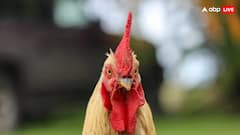 मुर्गा को कुछ लोग कहते हैं जानवर और कुछ पक्षी, जानिए सही जवाब